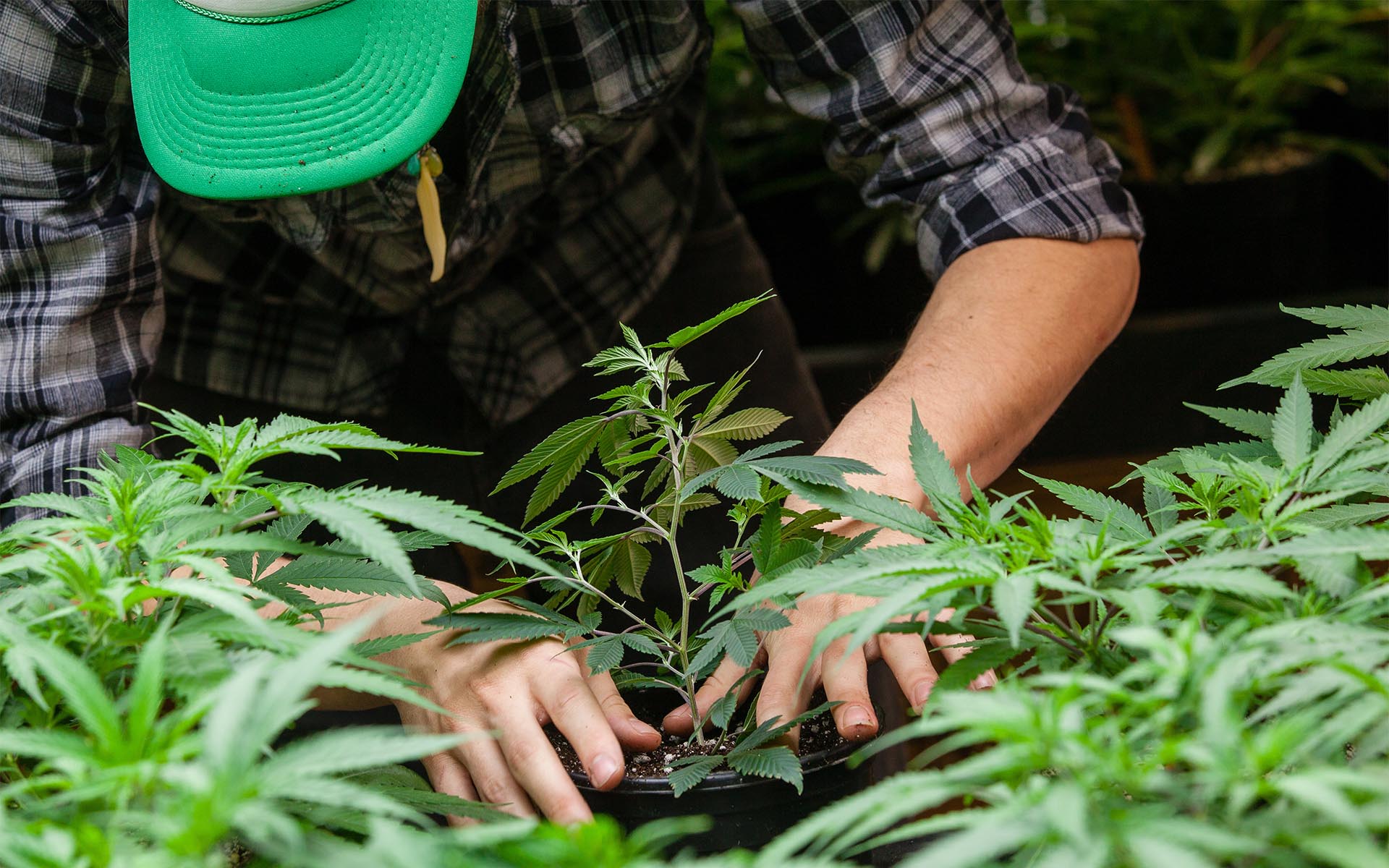 Homepage - Farmer Putting His Cannabis Plant in a Pot of Soil